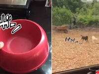 ごはんの時間だ！餌入れを置く音だけで、どんなに遠くにいても全力で帰ってくる犬