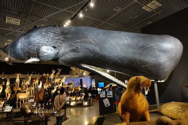 マッコウクジラの標本