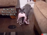 ママンにブラジャーを運ぶのが日課となった猫