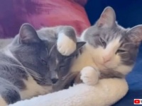 「ゆっくりでいいんだよ！」人に懐かなかった保護猫、親友を得たことで心を開き始める