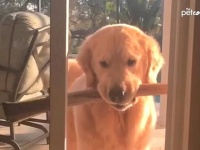 だって犬のサガだもの！木の枝大好きなわんこたちの悲喜こもごもを集めてみた