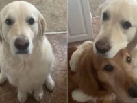 「親友のオヤツを食べちゃってごめんなさい」仲が良過ぎる愛犬たちの笑顔とハグをもう一度