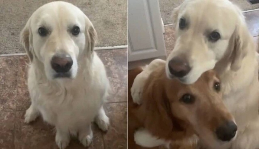 「親友のオヤツを食べちゃってごめんなさい」仲が良過ぎる愛犬たちの笑顔とハグをもう一度