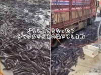 どうしてこうなった？トラックから魚の荷下ろしに大失敗、大量の魚が地面を埋め尽くす