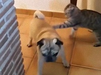 来た来た来た……ジャ～ンプ！カーテンのこちら側でパグを待ち伏せして襲う猫