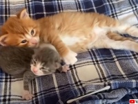 箱に入れて捨てられていた母親の異なる子猫たち、ちょっとだけ大きい子猫が小さい子猫を懸命に守ろうとする