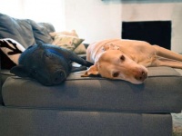 ミニじゃないと捨てられたミニブタがベストフレンドの犬に出会うまでの物語（アメリカ）