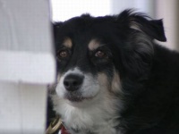 犬が飼い主の遺産5億円を相続。犬をお世話する資金に充てて欲しいと遺言