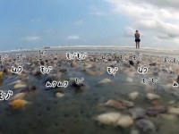 波打ち際のホラー。波が引いた後一斉に動き出す無数の貝！（大量モゾモゾ注意）