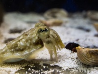 「夕食好きなやつ！ならば昼食は抑えよう」コウイカは大好物の為なら目先のエサを我慢できることが判明