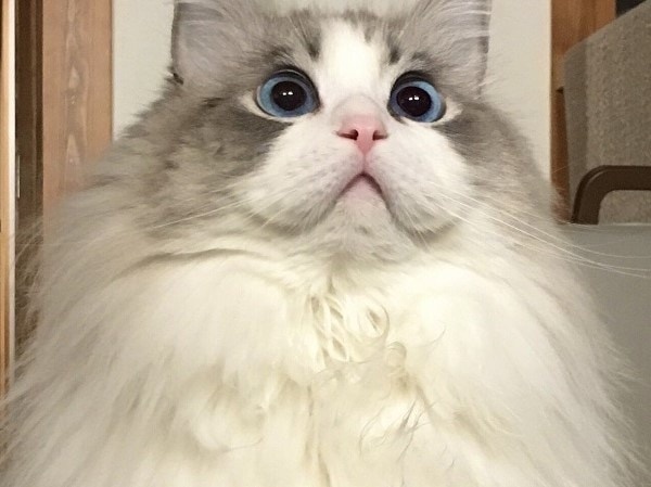 【スーパー猫の日】冬毛になった猫ちゃんの想像以上の膨らみにツイ民悶絶!!　「モフ圧が強い」「可愛すぎて震えます」の声続々