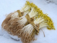 何といっても、この長さが特徴的なモヤシ。