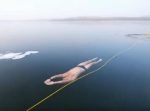 水槽の魚になった気分？　水面にできた薄い氷の下を泳いでくぐる。