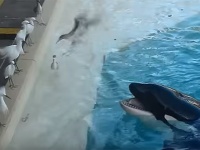 餌をばらまき鳥をおびき寄せる。シャチ先輩のこの後すぐ！