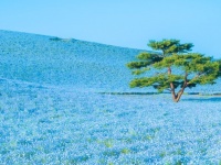 まるで南国の海のよう　ひたち海浜公園で空と繋がるネモフィラ畑が美しい