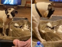 「もう、いい加減にベッド返して！」全力で抗議する犬と、どこ吹く風でスルーする猫