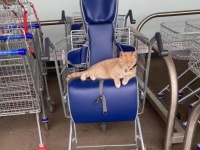 猫を追い出すならもう来ない。スーパーが馴染みの猫を出禁にしたところ不買運動が勃発