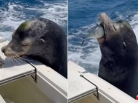 ボートにやってきたアシカ「そっちはイヤ、他のにして！」と釣果をえり好み。美味しいお魚を頂戴して去って行く