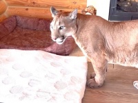 「どこにいるの？」「不思議だよ…」家ピューマと庭チーターにスマホで猫の鳴き声を聞かせてみた