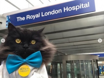 人間には猫の癒しが必要。ロンドンのセラピーキャット、複数の病院を巡回し患者たちを勇気づけている（イギリス）