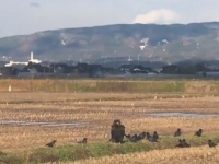 クロハゲワシとみられる大きな鳥（写真は、澤田敏之さん投稿の動画から）