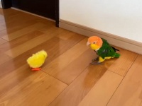ツッコミ不可避の〝天然ボケ〟に6.7万人困惑　インコさん、オモチャから逃げ出したかと思ったら...
