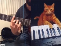 猫のピアノに合わせて飼い主のギターを演奏。いい曲できたじゃん！
