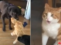 お前ら、ニャんてひどいことを！自分にそっくりなぬいぐるみに対する犬たちの所業にドン引きな猫