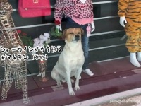 犬がマネキンになりきる。ショーウインドウの中でポーズをとる犬がかわいい