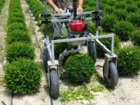 コロンと丸い植木がボコボコできる。剪定バリカンロボットが登場（イタリア）