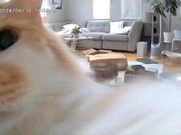 ペットカメラが捉えたニャンコの〝悪行〟　「出すもん出せニャ！」と繰り返し...