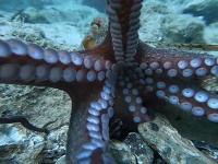 事務所NGだから！タコが撮影中のカメラに覆いかぶさり吸盤で奪い取っていくシーン