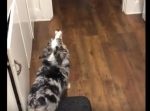 「ワオ〜ン…！」沸騰しているケトルの音に応えて吠えるワンちゃん。