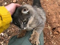 カリフォルニアを襲った山火事から助け出しされた猫、命の恩人に感謝の気持ちを込めてすりすり