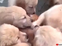 あのさ、いつまでこうしてるニャ？ボクらの気が済むまでに決まってる！猫を猫可愛がりする子犬たち