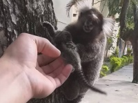 木から落ちたマーモセットの赤ちゃんを拾い上げ、母親と再会させる