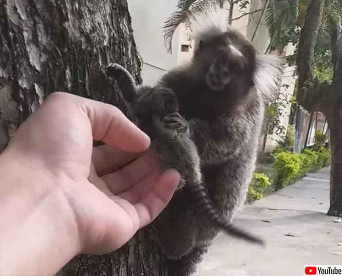 木から落ちたマーモセットの赤ちゃんを拾い上げ、母親と再会させる