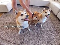 お母さんありがとう！久しぶりに再会した柴犬の親子、いくつになってもママ大好き！な娘だった