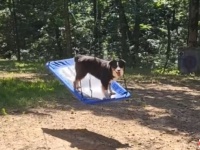 愛犬「これ、バランスとるのが難しいんだよ！」グルグル回るブランコを満喫するオーストラリアンシェパード