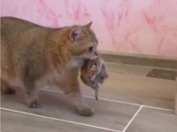 猫だって子育てするなら立派な家の方がいい。子猫を新居に運ぶお母さん