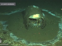 第二次世界大戦当時、カリフォルニアの海に大量投棄された数万の樽。中身は有毒物質DDTである可能性