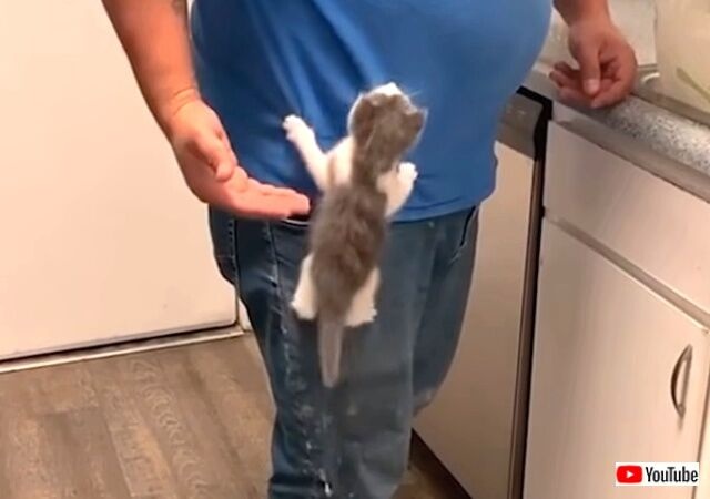 cutedittenscutest5_640