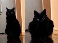 とろん......（写真はこねろくさんのツイートより）