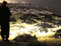 パレスチナガザ地区の海岸でイトマキエイが大量死