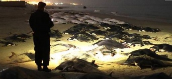 パレスチナガザ地区の海岸でイトマキエイが大量死
