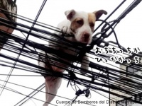 蝶を追いかけて屋上のテラスから飛び降りた犬、電線に引っかかり無事救出される