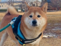 柴犬、後ろ後ろーッ！　散歩中に〝巨大UFO〟出現...連れ去られそうな光景に反響