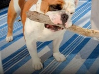 「お願い、それ家の中に持ち込まないで！」木の枝が好きすぎる犬に、飼い主さん毎日悲鳴を上げる