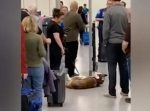 「ヤダヤダ〜！」　空港の金属探知機の前からなぜか移動したくないワンちゃん。