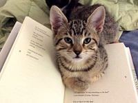 こんなモノよりアタシを愛でて！文字の書いてあるものは絶対に読ませたくない猫
